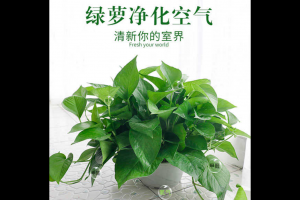 除甲醛選什麽綠（lǜ）植好 甲醛（quán）排名第一的植（zhí）物是它（tā）